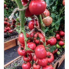 Tomato seeds Silach F1 50 seeds
