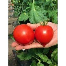 Tomato seeds Skakun F1 50 seeds