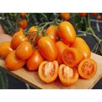 Tomato seeds Cream Orange F1 50 seeds