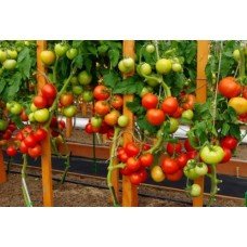 Tomato seeds Sofa F1 50 seeds