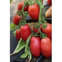 Tomato seeds Student F1 50 seeds
