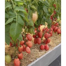 Tomato seeds Suleiman F1 50 seeds
