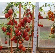 Tomato seeds Sinbad F1 50 seeds