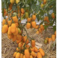 Tomato seeds Siesta F1 50 seeds