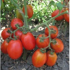 Tomato seeds Uran F1 50 seeds