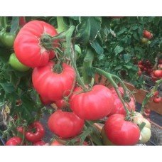 Tomato seeds Surname F1 50 seeds