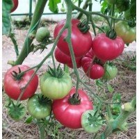 Tomato seeds Faust F1 50 seeds