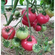 Tomato seeds Faust F1 50 seeds