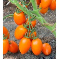 Tomato seeds Felix F1 50 seeds