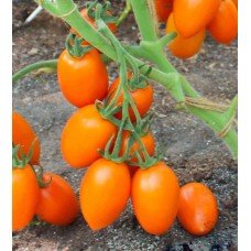 Tomato seeds Felix F1 50 seeds