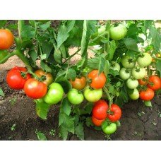Tomato seeds Furor F1 50 seeds