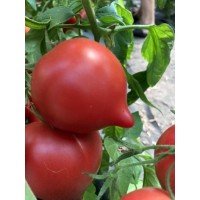 Tomato seeds Fifty F1 50 seeds