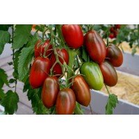 Tomato seeds Black Crow F1 50 seeds