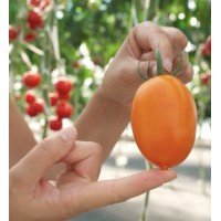 Tomato seeds Shurim F1 50 seeds