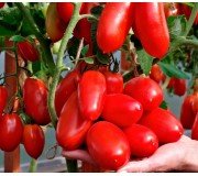Medium-fruited Tomatoes