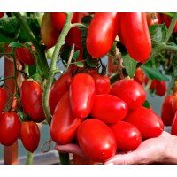 Seeds of medium-fruited tomato Agafya F1 10 seeds