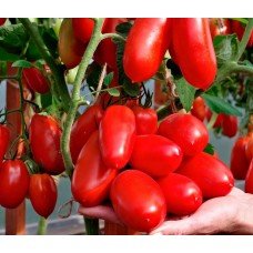 Seeds of medium-fruited tomato Agafya F1 10 seeds