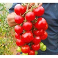 Medium-sized tomato seeds Alicante 30 seeds
