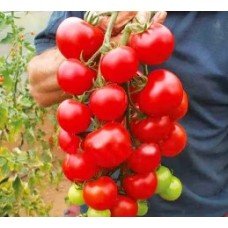 Medium-sized tomato seeds Alicante 30 seeds