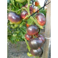 Medium Fruit Tomato Seeds Amethyst Jewel 30 Seeds