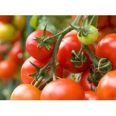 Seeds of medium-fruited tomato English bunch 15 seeds