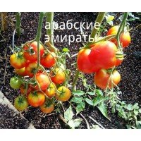 Medium-sized tomato seeds United Arab Emirates 30 seeds