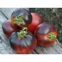 Seeds of medium-fruited tomato Bandol Blues (Bandol Blues) 10 seeds