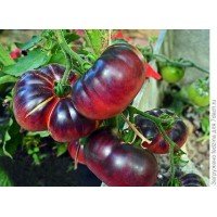 Medium-fruited tomato seeds Blue Beauty 15 seeds