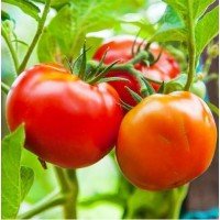 Medium-fruited tomato seeds White filling 60 seeds