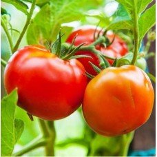 Medium-fruited tomato seeds White filling 60 seeds