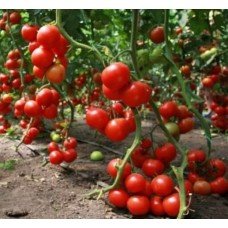 Seeds of medium-fruited tomato Visible-Invisible 30 seeds