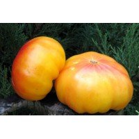 Seeds of medium-fruited tomato Gnome Whirlwind 10 seeds