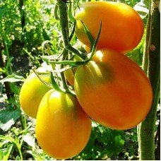 Seeds of medium-fruited tomato De-barao yellow 30 seeds