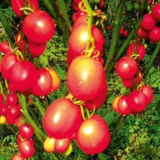 Seeds of medium-fruited tomato De-barao royal 30 seeds