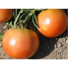 Medium-fruited tomato seeds Long-lasting 15 seeds
