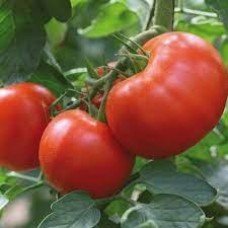 Seeds of medium-fruited tomato Duma F1 10 seeds