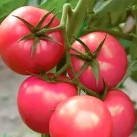 Medium-fruited tomato seeds Riddle pink 30 seeds
