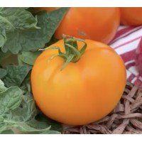 Seeds of medium-fruited tomato Party Evening 10 seeds