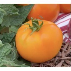 Seeds of medium-fruited tomato Party Evening 10 seeds