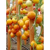 Seeds of medium-fruited tomato Zolotoy Kucher F1 10 seeds