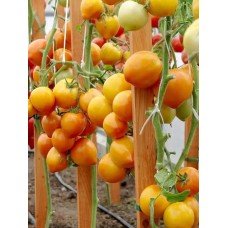 Seeds of medium-fruited tomato Zolotoy Kucher F1 10 seeds