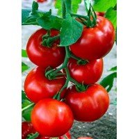 Medium-sized tomato seeds Cowboy 30 seeds