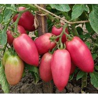 Medium-fruited tomato seeds Cousin 30 seeds