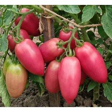 Medium-fruited tomato seeds Cousin 30 seeds