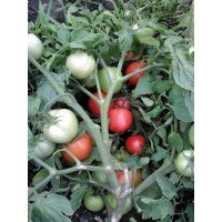 Medium-sized tomato seeds League F1 10 seeds