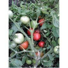 Medium-sized tomato seeds League F1 10 seeds