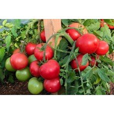 Seeds of medium-fruited tomato Limerence F1 10 seeds