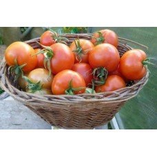 Seeds of medium-fruited tomato Lyrica F1 10 seeds