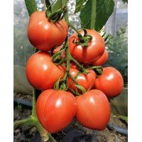 Seeds of medium-fruited tomato Mayachok F1 10 seeds