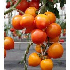 Seeds of medium-fruited tomato Nymph F1 10 seeds